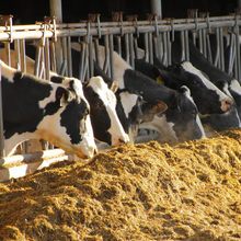 Agriculture